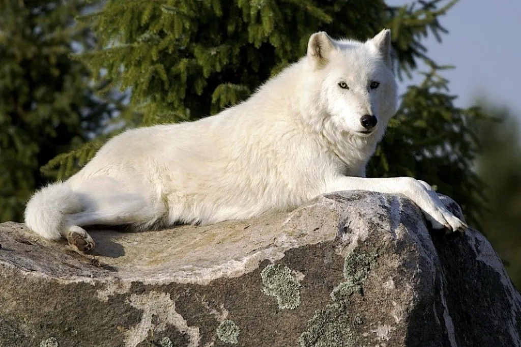 MariaJose: Lobo Artico