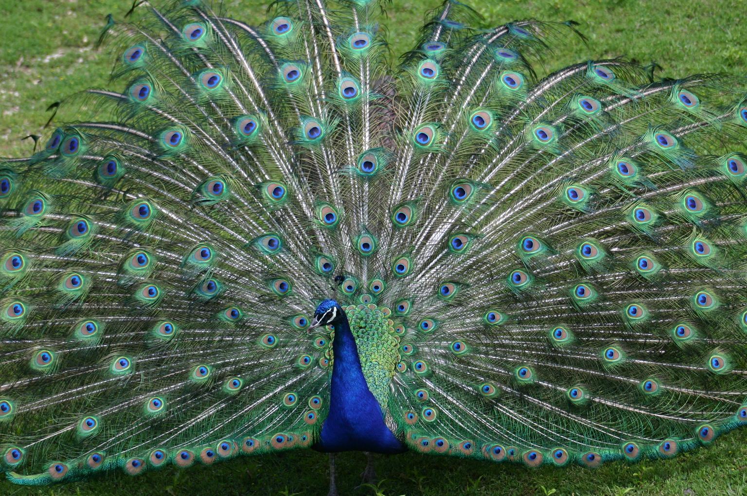 MariaJose: Pavo Real