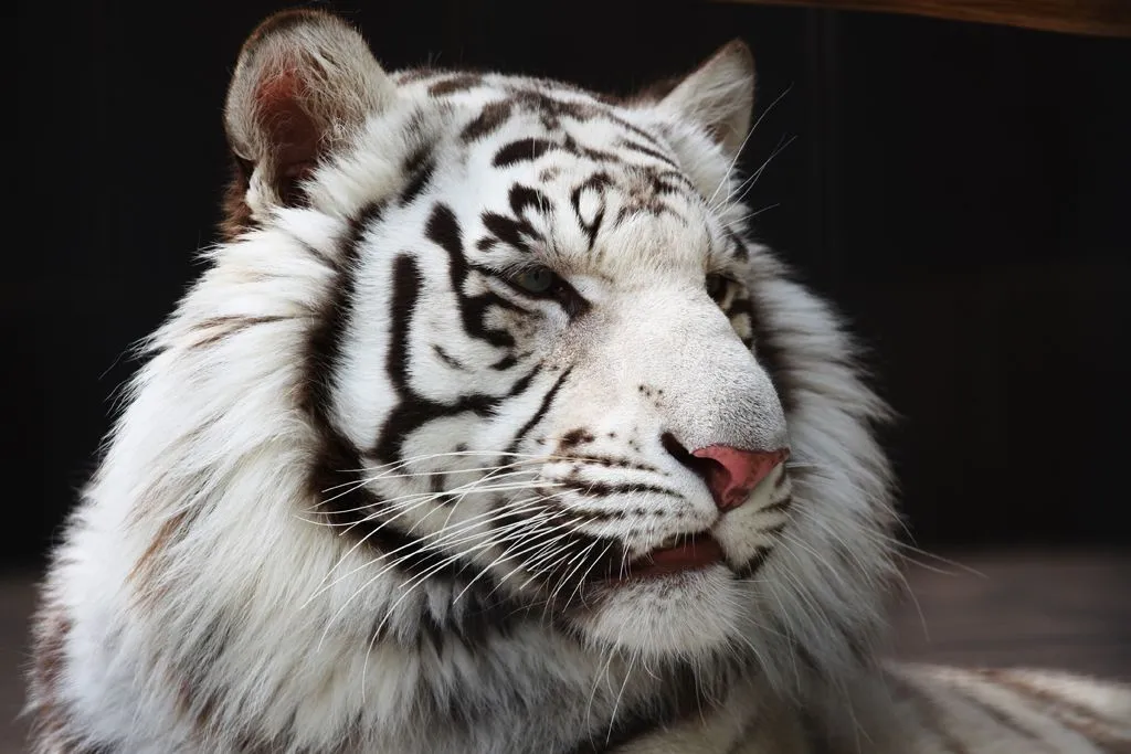 MariaJose: Tigres Blanco