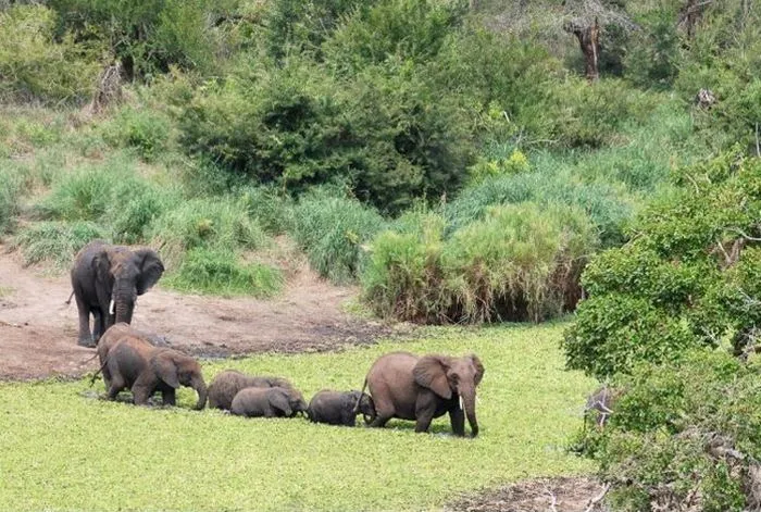 Mariano Digital: El cocodrilo ataca al elefante bebé