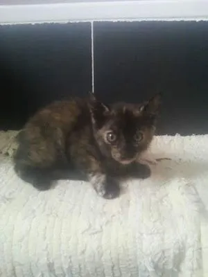 MARIE, GATITA CAREY DE MES Y MEDIO EN ADOPCION