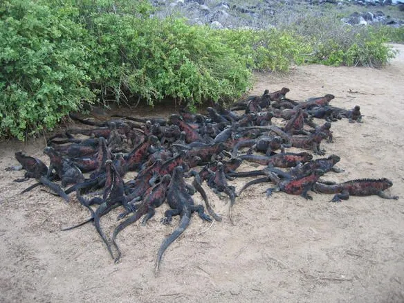 Marine Iguanas huddled together | Blue-Green Marble's blog