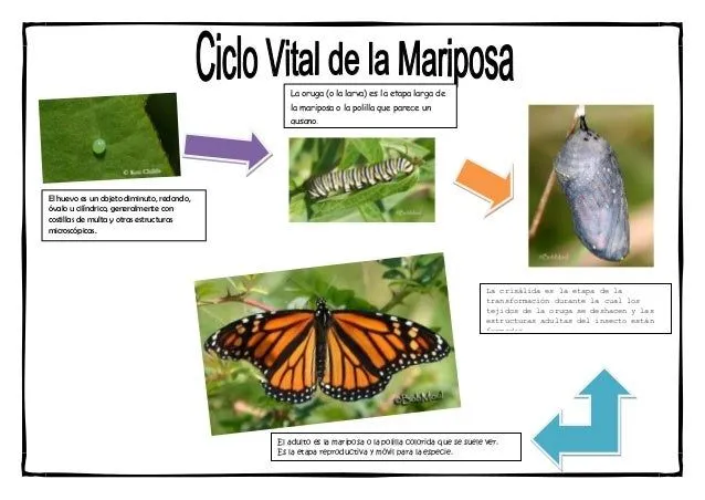 La mariposa (