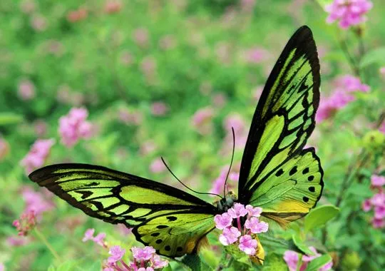 Cuál es la mariposa más grande del mundo? | MARIPOSAPEDIA