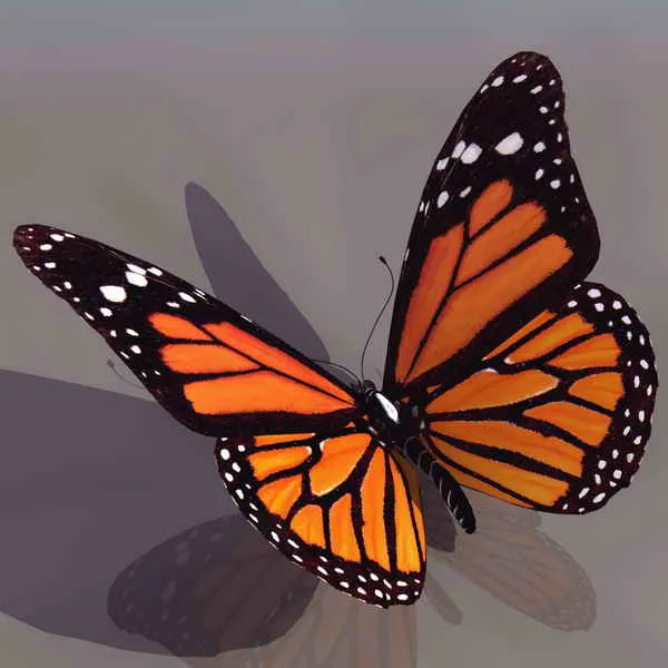 Mariposa animales 31 3D Model Download,Free 3D Models Download