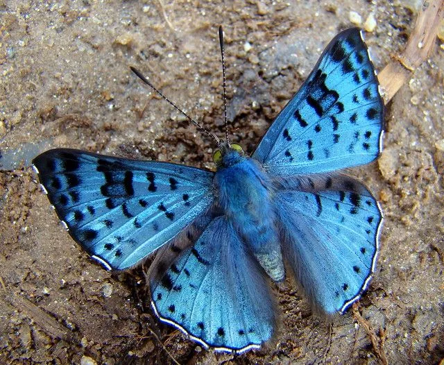 MARIPOSA AZUL | Flickr - Photo Sharing!