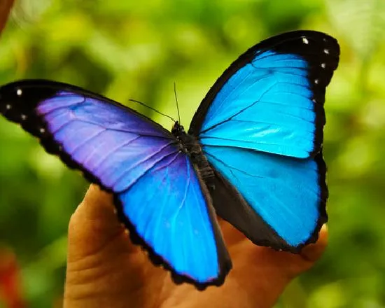 Mariposa Azul: fotografía de Amazon Reise Eco Lodge, Iquitos ...