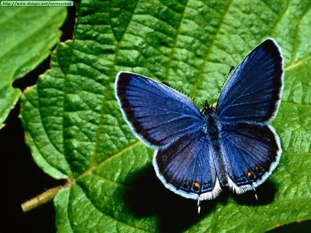 mariposa-azul.jpg