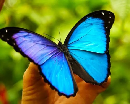 mariposa-azul.jpg