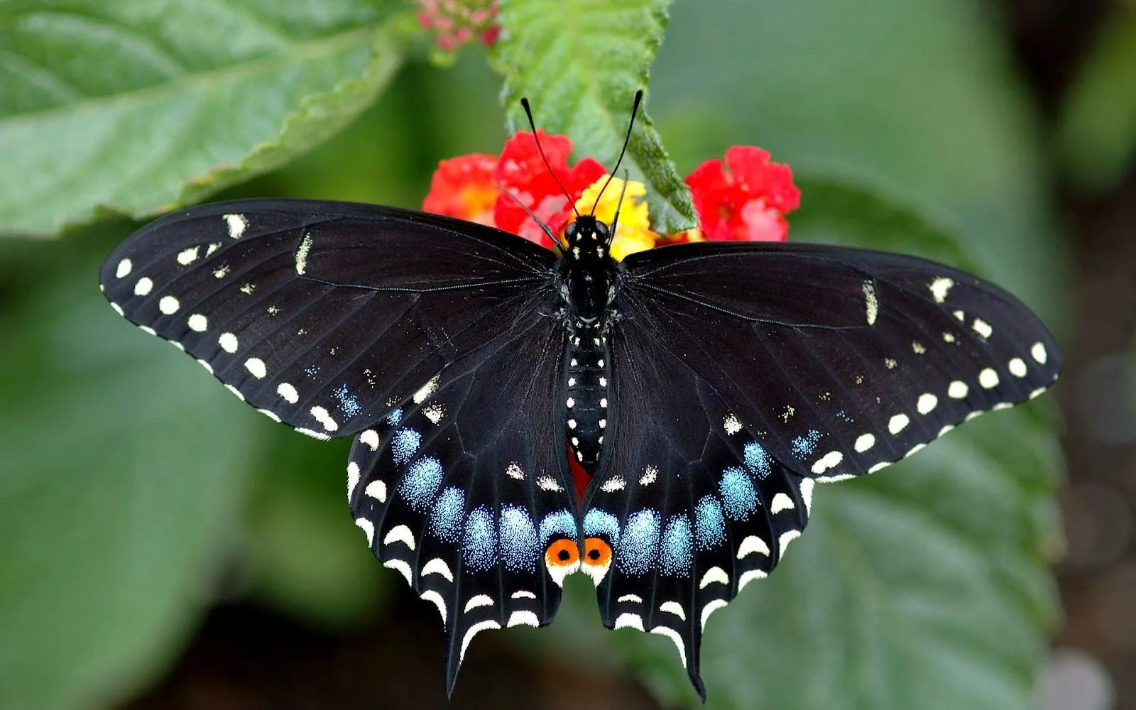 Mariposa Cola de Golondrina - Fondos de Pantalla HD - Wallpapers HD