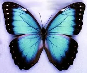 la mariposa es de color azul con vordes negros y tiene rosado en