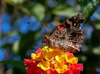 Mariposas de colores vivos - Imagui