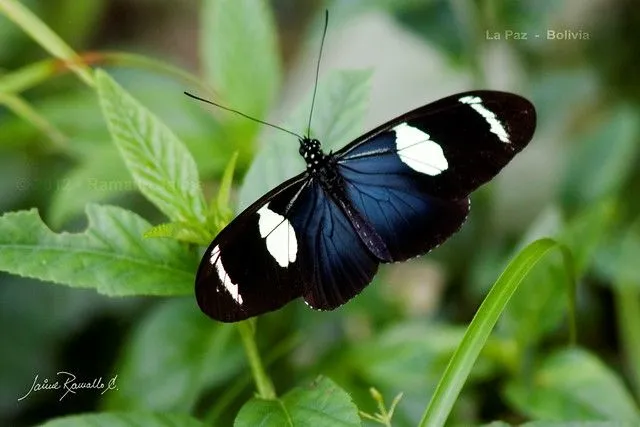 MARIPOSA EXÓTICA - LA PAZ BOLIVIA | Flickr - Photo Sharing!