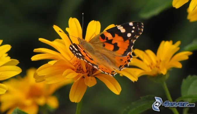 Mariposa sobre una flor