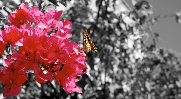 mariposa sobre una flor fucsia bouganville — Foto stock ...