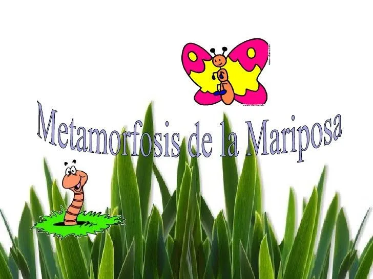 La Mariposa Y El Gusano La Metamorfosis