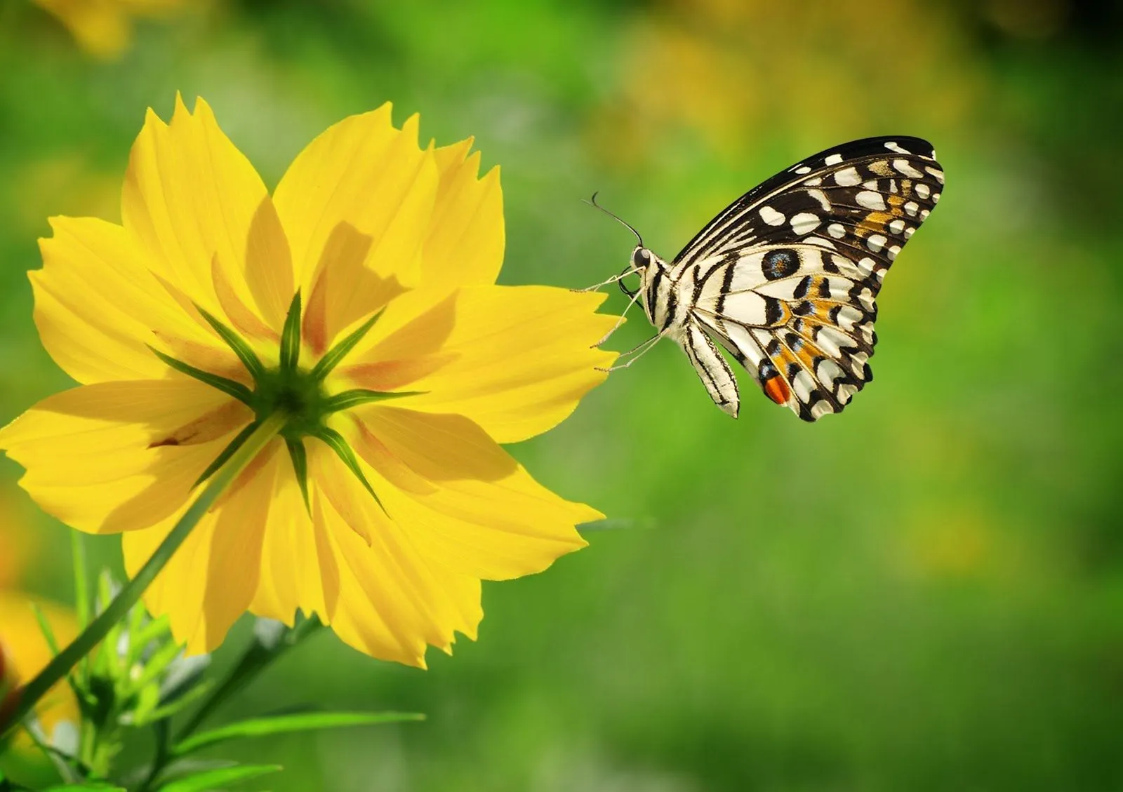 Mariposa sobre una linda flor silvestre color amarilla | Imagenes ...