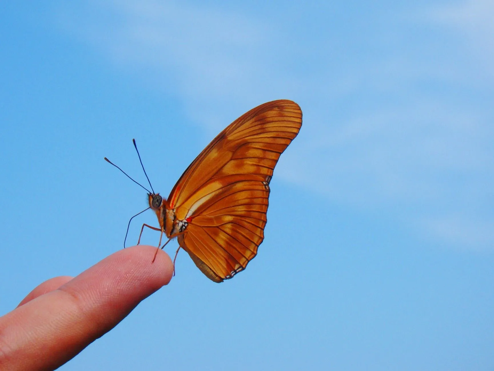 Mariposa en mi mano (8) | Flickr - Photo Sharing!