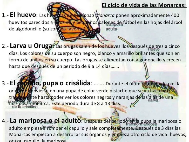 Mariposa monarca