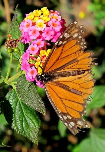 La mariposa monarca (Danaus plexippus) | Flickr - Photo Sharing!