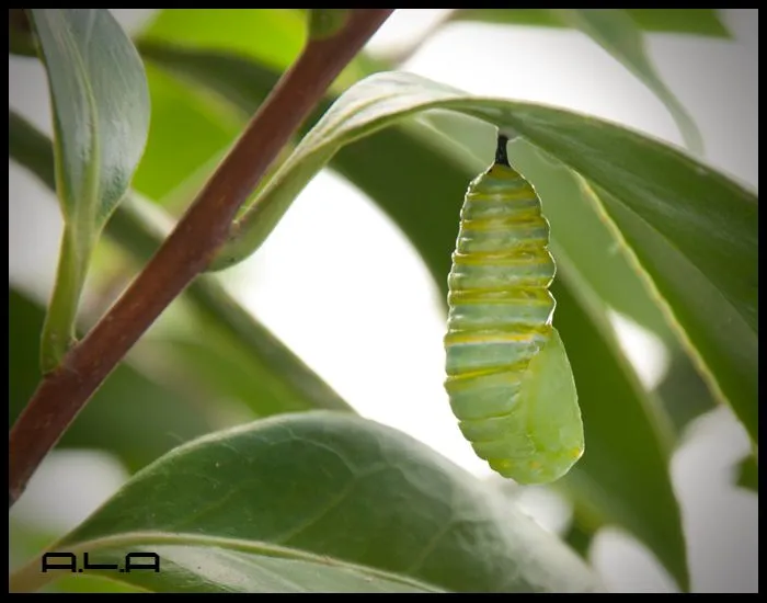 MARIPOSA MONARCA METAMORFOSIS (Danaus plexippus): AVES CESAR