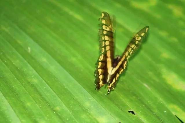 Mariposa en movimiento | Flickr - Photo Sharing!