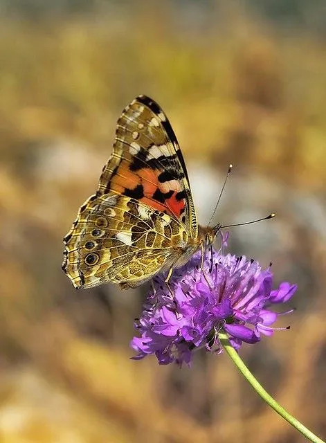 Mariposa en tres movimientos - Butterfly in three movements ...