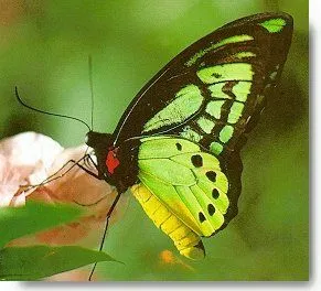  ... de conocer una mariposa ella es preciosa de colores vivos de esos que