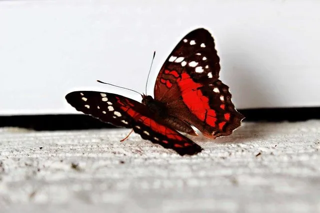 mariposa roja | Flickr - Photo Sharing!