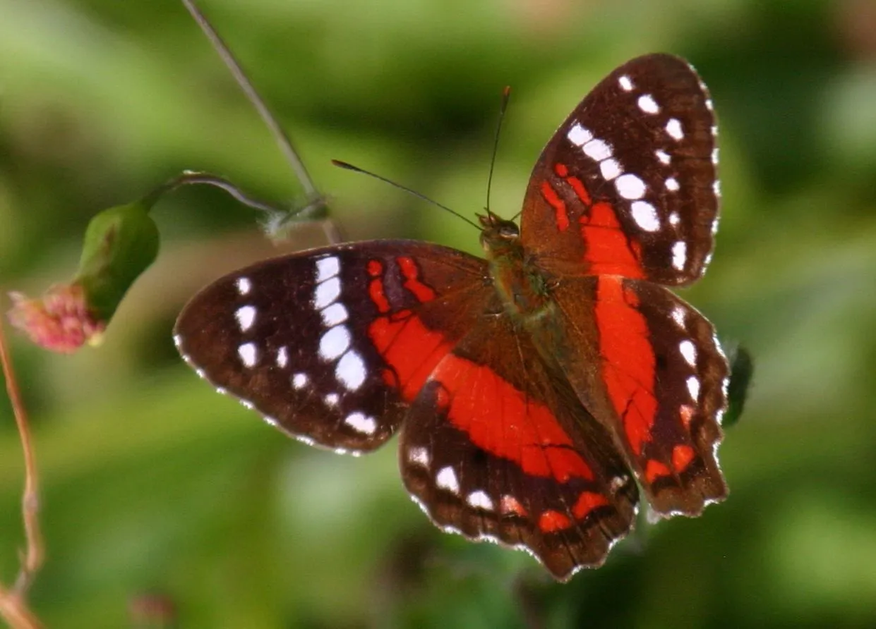 mariposa roja 1 / red butterfly 1 - a photo on Flickriver