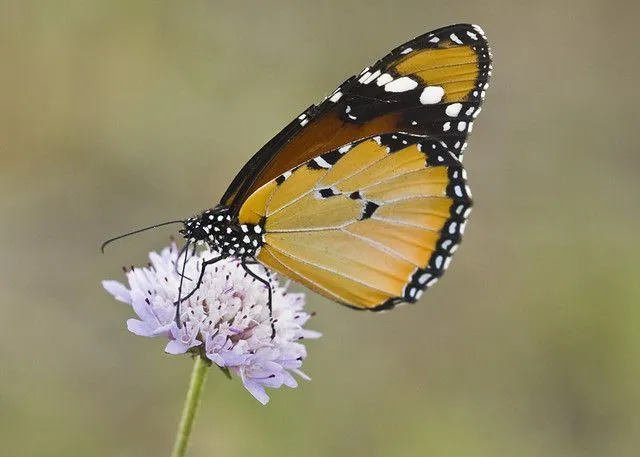 mariposa tigre una de las mariposas mas bonitas y expectaculares que ...