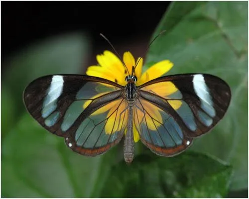 La mariposa transparente | LaReserva