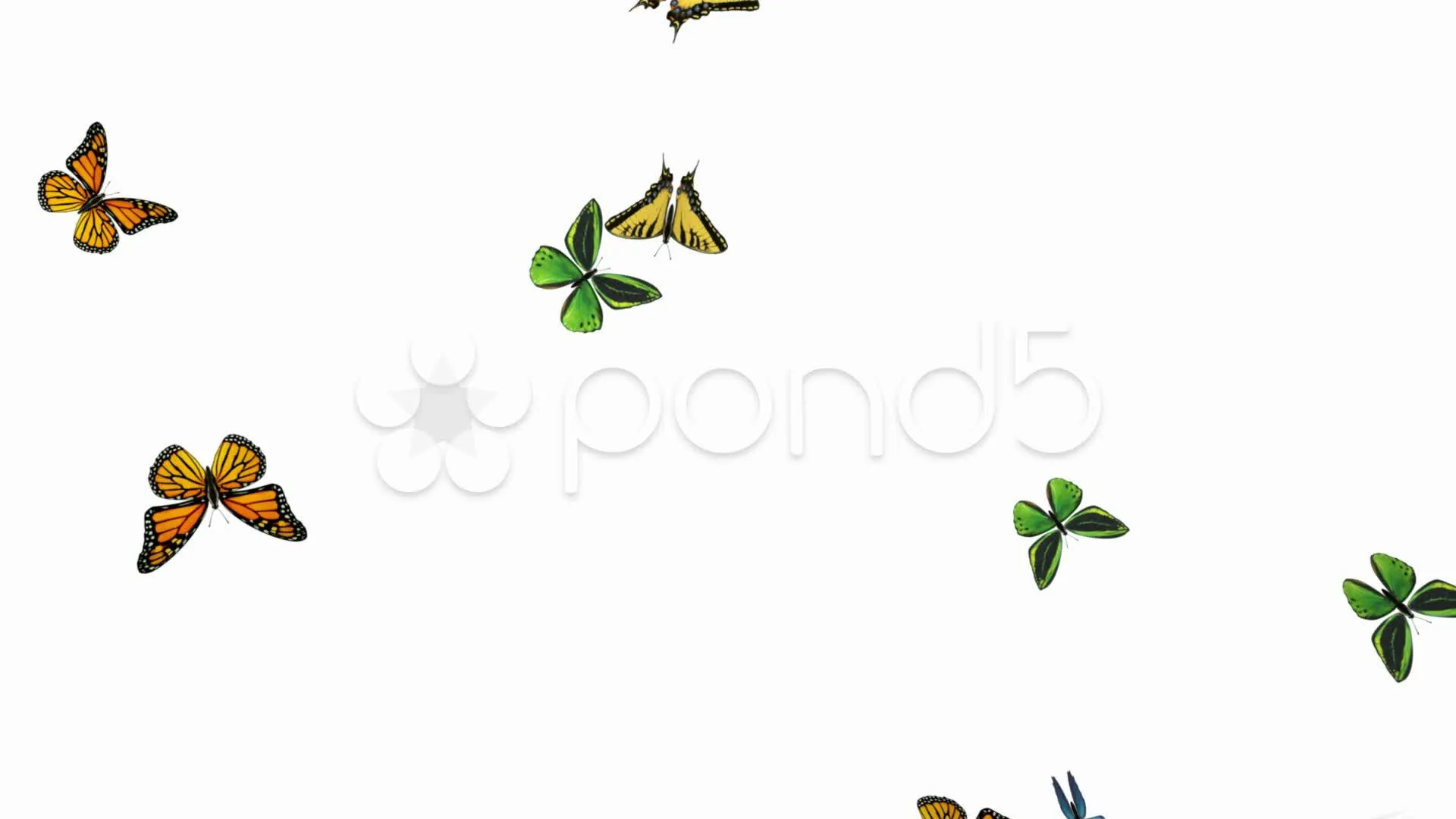 Mariposa Volando En Cámara Lenta - Alpha + Bucle Archivos de Video ...