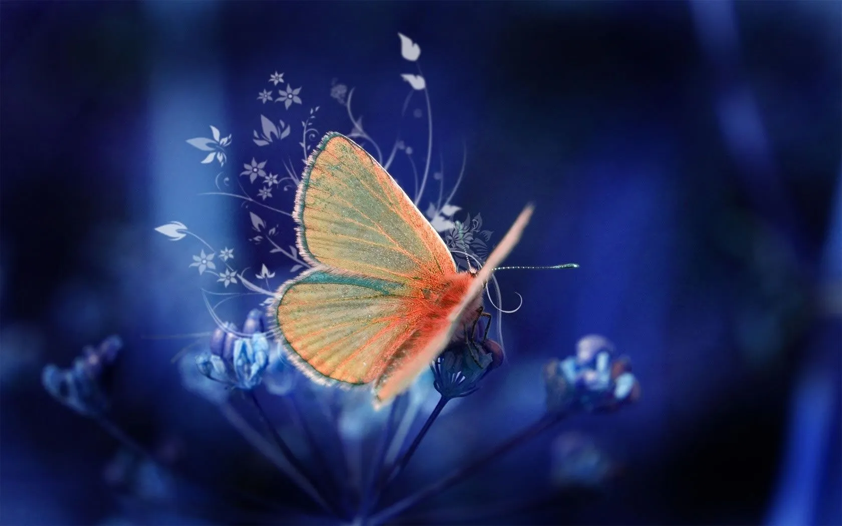 Mariposa Wallpapers - Wallpapers