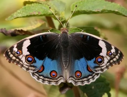 MARIPOSAPEDIA » Mariposas. Enciclopedia Especializada