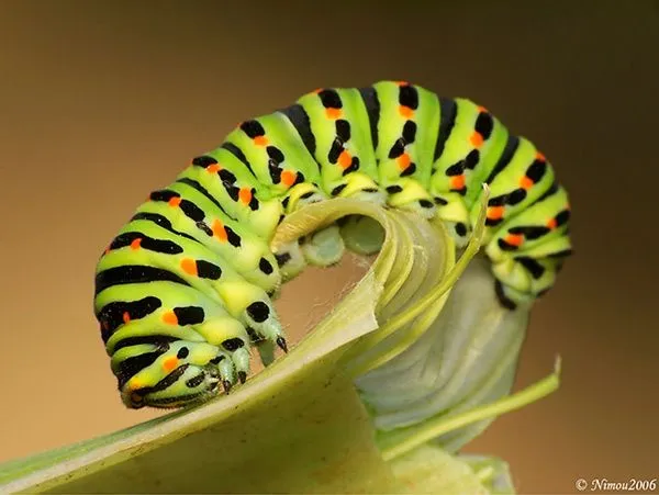 Mariposario-“la interacción con la naturaleza”