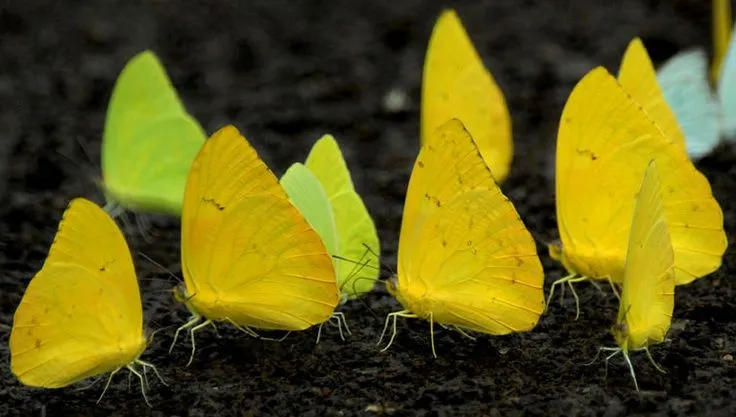 Mariposas amarillas | Love is | Pinterest