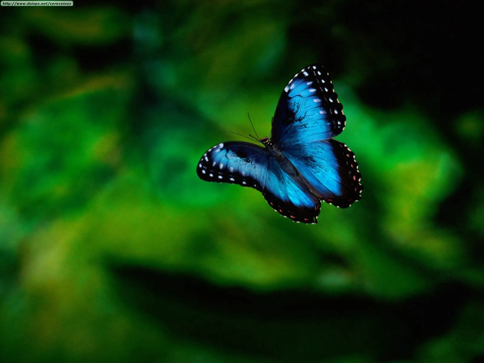 Mariposas azules volando - Imagui