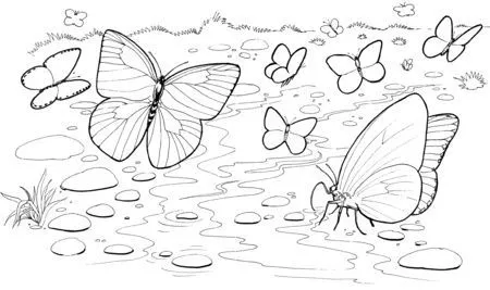 Mariposas Bebiendo Agua En El Río | Colorear Dibujos | mariposas ...