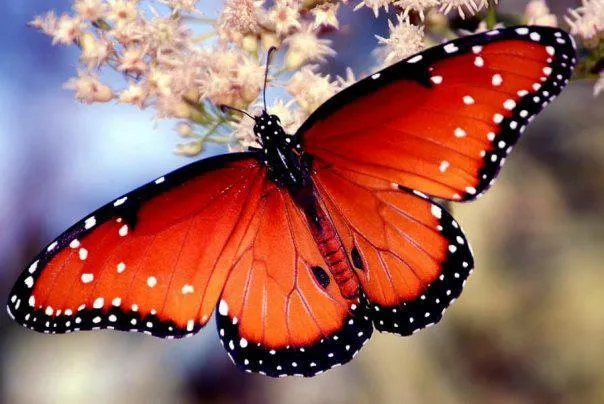 Mariposas bellas - Imagui