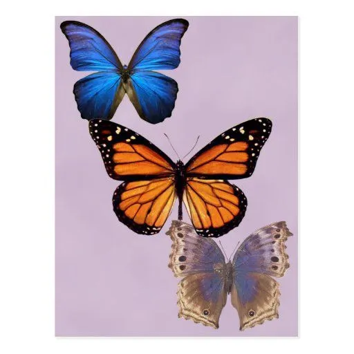 Tres mariposas bonitas tarjeta postal de Zazzle.