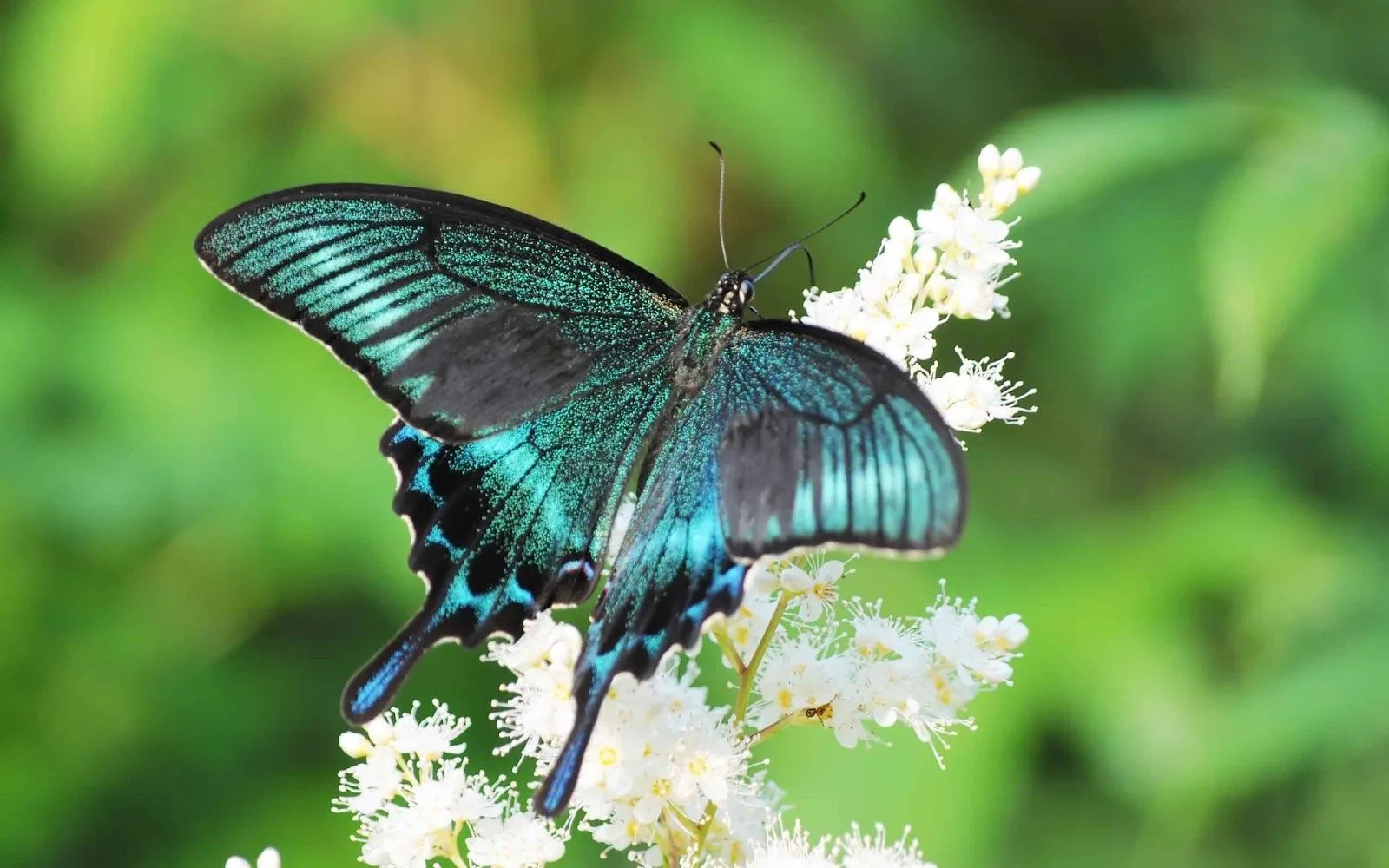 Mariposas Cola de Golondrina - Mariposas Tigre | Fotos e Imágenes ...