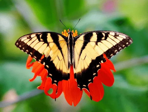 Mariposas de colores reales - Imagui