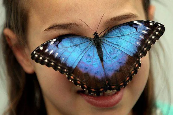 Mariposas exposición en el Museo de la Naturaleza