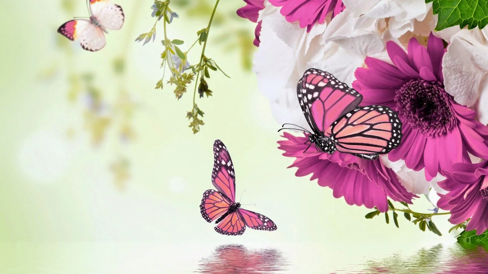 Mariposas y Flores de Colores | Fotos e Imágenes en FOTOBLOG X