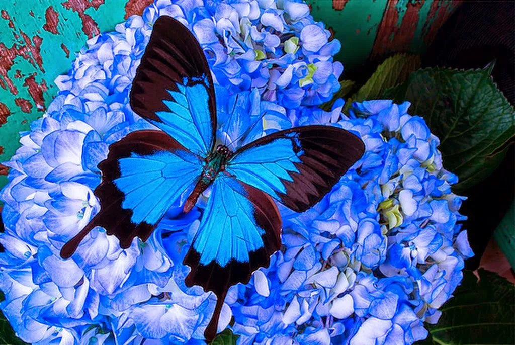 Mariposas y Flores Fotos Archivo de Imágenes | Bodegones y ...