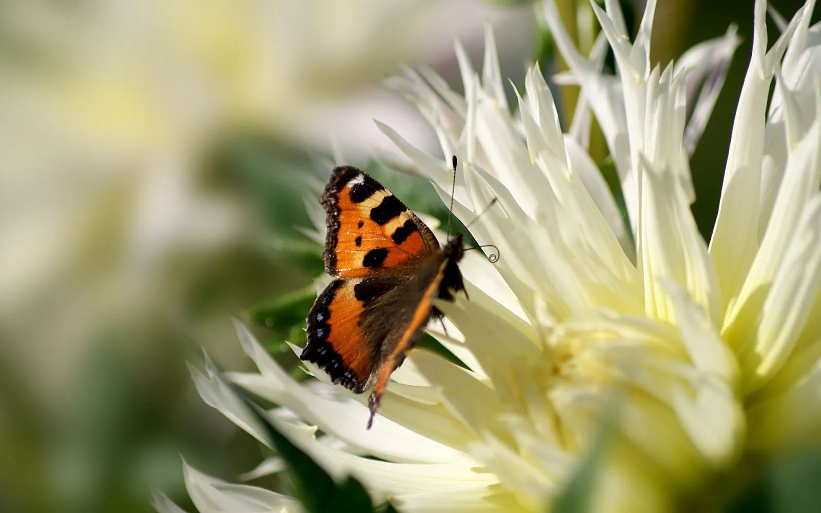 Mariposas - Fondos de Pantalla HD - Wallpapers HD