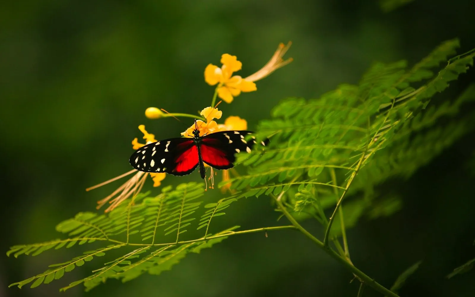 Mariposas - Fondos de Pantalla HD - Wallpapers HD