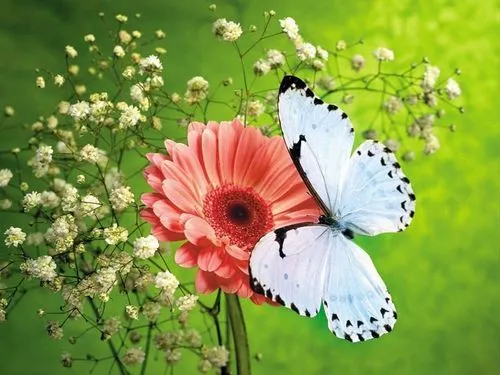 Hermosas mariposas on we heart it / visual bookmark #