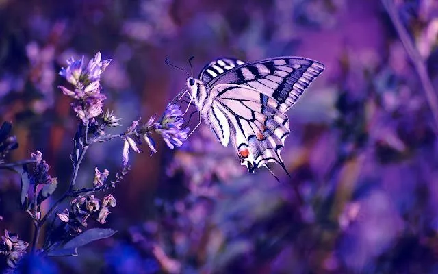 Imágenes hermosas de mariposas - Imagui